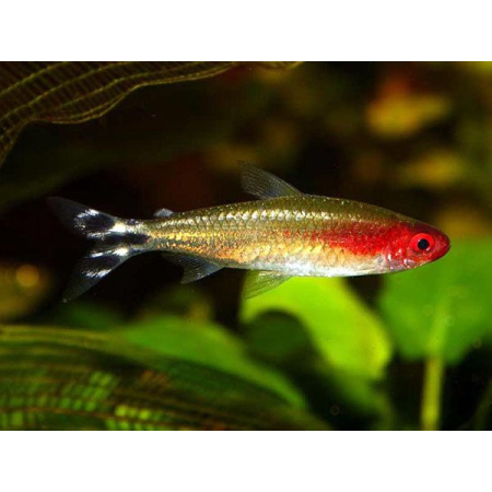 Zwinnik czerwonousty, rodostomus zwinnik